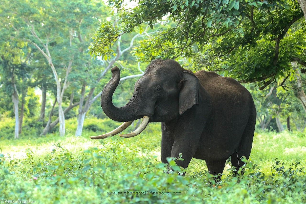 Couple enjoying a romantic dinner at
 Muthanga Wild Resort